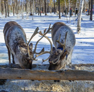 Heilongjiang, Çin 'deki kış parkında yosun yiyen vahşi ren geyikleri..