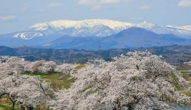 Miyagi Zao Mountain Range arka plan ile Kiraz çiçeği, Japonya.