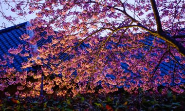Bahar parkında geceleri kiraz çiçeği. Doğa arka planı.