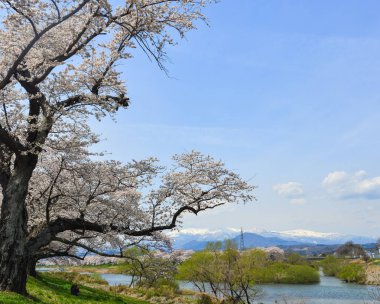 Miyagi güneşli bir günde Shiroishi Nehri yakınlarında Kiraz çiçeği, Japonya.