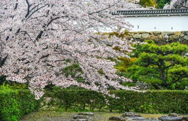 Kyoto, Japonya'da ilkbaharda Japon kiraz çiçekleri.