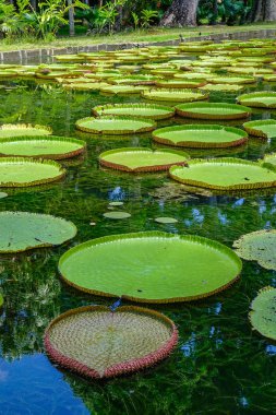 Mauritius Adası'ndaki Sir Seewoosagur Ramgoolam Botanik Bahçesi'ndeki gölette dev nilüferler (Victoria Amazonica).