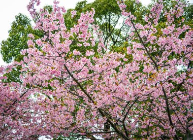 Kiraz çiçekleri (sakura) ilkbaharda parkta çiçek lenme.