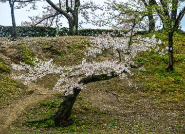 Kyoto, Japonya'da ilkbaharda Japon kiraz çiçekleri.