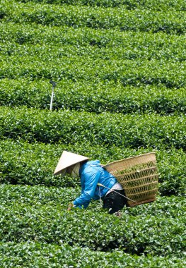Asyalı işçiler Da Lat, Vietnam'da plantasyonda çay hasat. Da lat Vietnam'ın en iyi turizm şehirlerinden biridir.