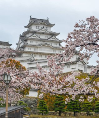 Antik Himeji Kalesi (Japonya) ilkbaharda kiraz çiçeği ile.