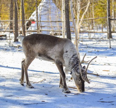 Heilongjiang, Çin 'deki kış parkında vahşi ren geyikleri..