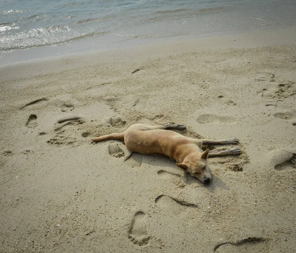 Perro Perezoso Durmiendo Playa Phuket Tailandia — Foto de Stock