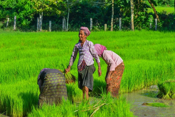 Ένας Ζανγκ Βιετνάμ Σεπ 2017 Αγρότες Που Εργάζονται Στο Χωράφι — Φωτογραφία Αρχείου