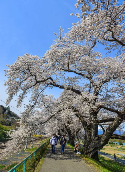 Miyagi Japão Abril 2019 Pessoas Andando Estrada Flor Cerejeira Perto — Fotografia de Stock