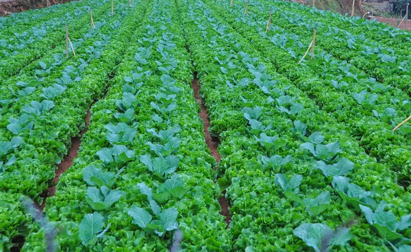 Campo Vegetale Nella Giornata Sole Dalat Vietnam — Foto Stock