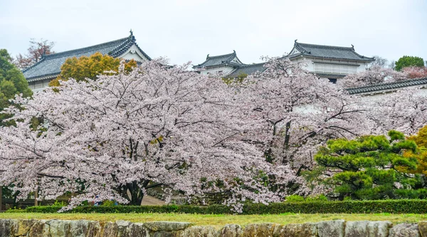 Flores Cerezo Japonesas Primavera Kyoto Japón — Foto de Stock