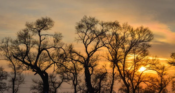 Sunset Trees Winter Jilin Northern China — Stock Photo, Image