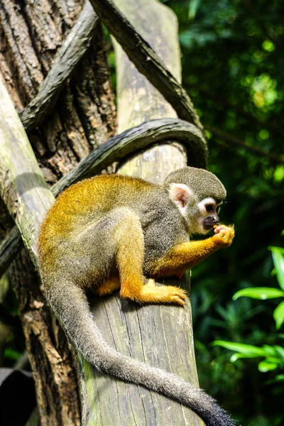 晴れた日には 木の上に黄色の頬のギボン ノマスカス ガブリエラ — ストック写真