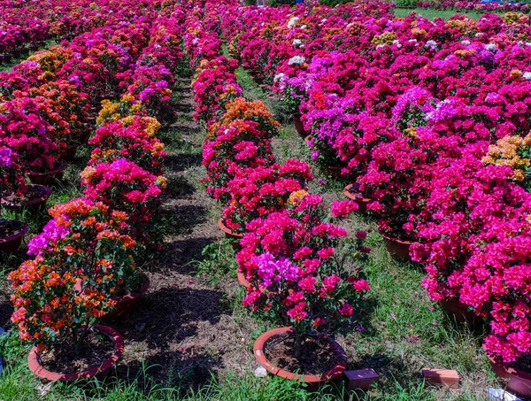 Bougainvillea Piantagione Fiori Primavera Can Tho Vietnam — Foto Stock
