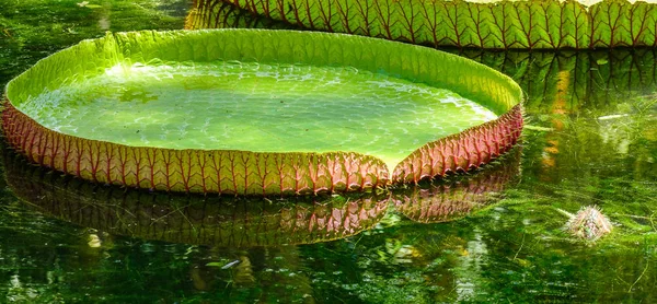 Гігантські Водяні Лілії Вікторія Амазова Ставку Ботанічному Саду Сера Сівусагура — стокове фото