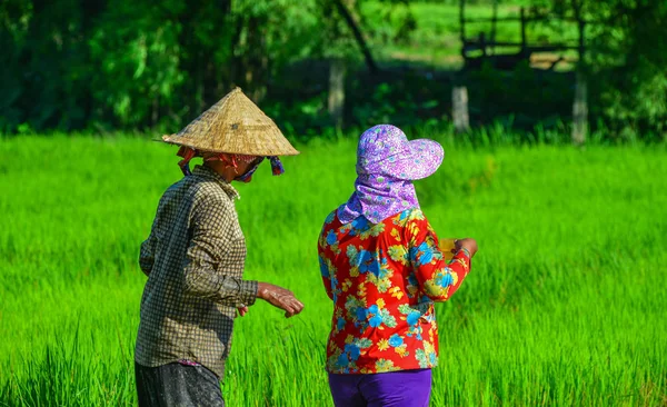 Vietnamlı Kadınlar Mekong Deltası Vietnam Pirinç Tarlasında Çalışıyor — Stok fotoğraf