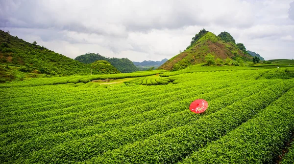 Champ Thé Moc Chau Vietnam Moc Chau Plateau Est Connu — Photo