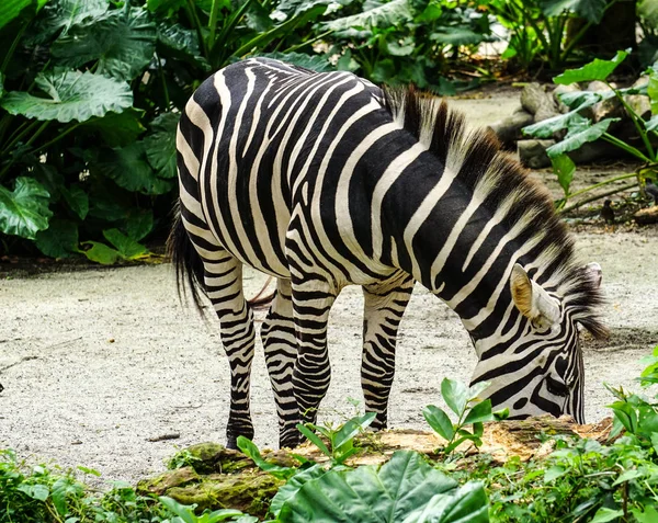 Zebra Relaxace Slunečného Dne Zoologické Zahradě — Stock fotografie