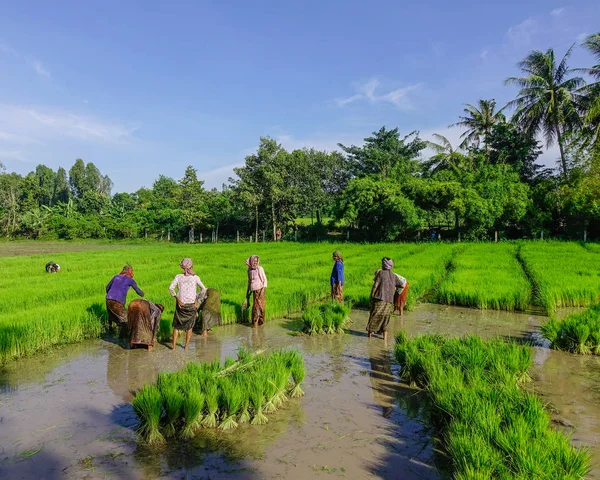 Giang Vietnam Sep 2017 Människor Som Arbetar Risfältet Sunny Day — Stockfoto