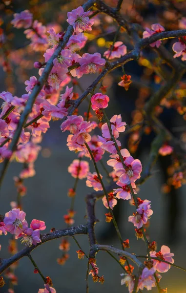Flores Cerezo Sakura Floreciendo Parque Primavera Paisaje Nocturno —  Fotos de Stock