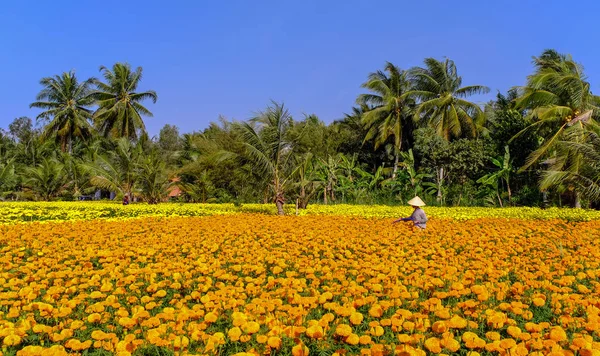 Mekong Deltası, Güney Vietnam'da ilkbaharda çiçek tarlasında çalışan bir kadın.