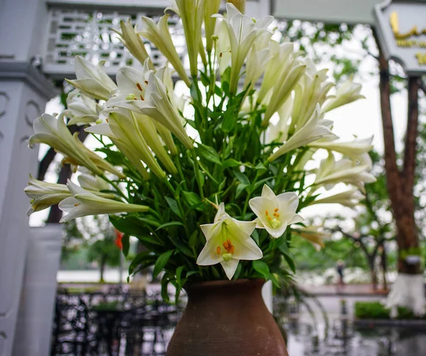 Whity Madonna lily on the pot at summer time.