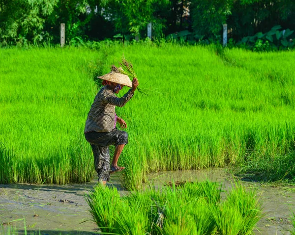 Жінка Працює Зеленому Рисових Полів Півдні Єтнаму — стокове фото