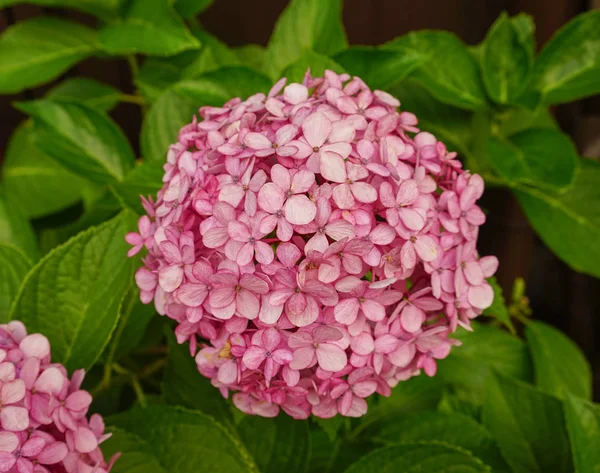 Hortensienblüte Hortensie Macrophylla Japanischen Garten — Stockfoto