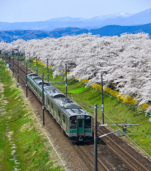 日本宫城 2019年4月14日 东北火车的风景景观 樱花盛开 — 图库照片