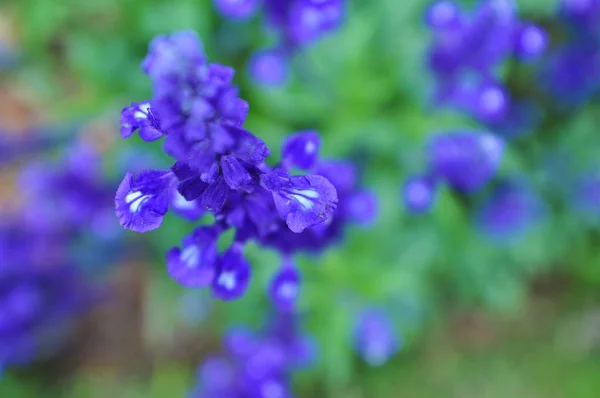 Purple Flowers Blooming Park Spring Time — Stok Foto