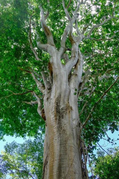 Arbres Jardin Botanique Île Maurice Maurice Est Une Nation Insulaire — Photo