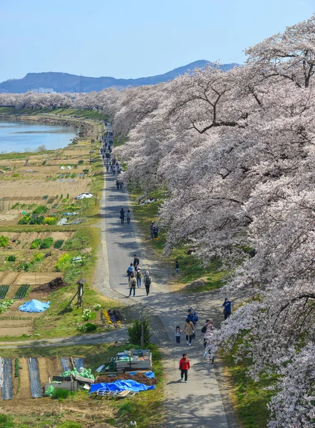 Miyagi Japan Apr 2019 People Walking Cherry Blossom Road Shiroishi — Stock Photo, Image
