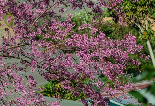 Třešňový Květ Botanické Zahradě Jarní Době — Stock fotografie