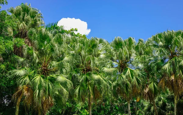 モーリシャス島の植物園のヤシの木 モーリシャスはインド洋の島国で 000キロメートル — ストック写真