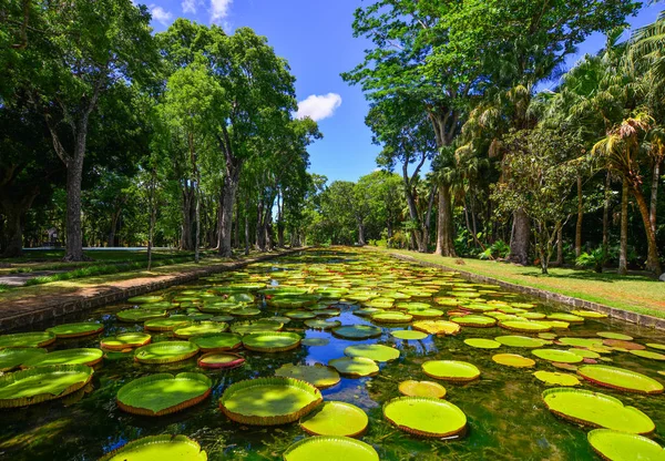 モーリシャス島のサー シーウーサグル ラングーラム植物園で巨大なスイユリ ビクトリア アマゾニカ — ストック写真