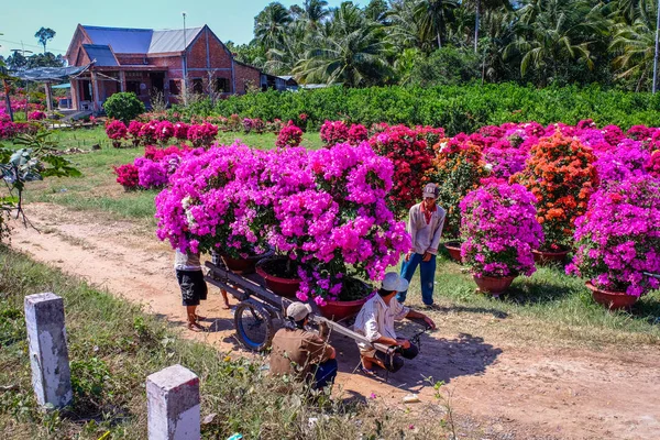 Кантхо Вьетнам Января 2016 Года Люди Работающие Цветочной Плантации Весной — стоковое фото
