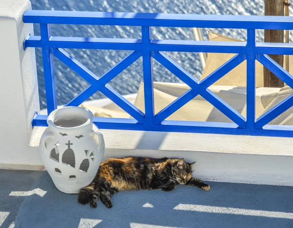 Cat Duerme Casa Con Vistas Mar Isla Santorini Grecia — Foto de Stock