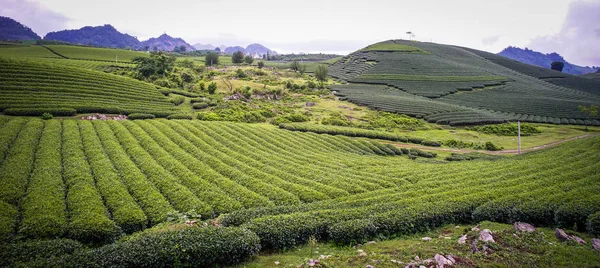 Plantation Thé Moc Chau Vietnam Moc Chau Plateau Est Connu — Photo