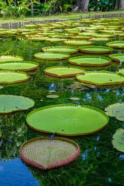 Giant water lilies (Victoria Amazonica) on pond at Sir Seewoosagur Ramgoolam Botanic Garden on Mauritius Island.