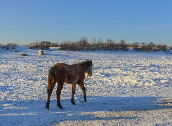 Koń Stojący Rzece Śnieżnej Północnej Części Chin — Zdjęcie stockowe