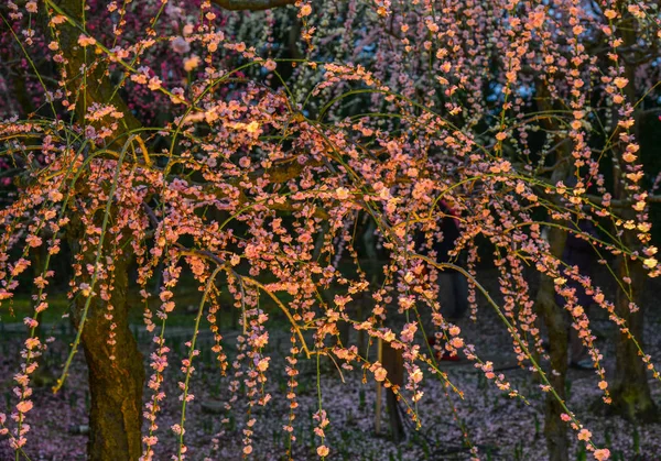 Cherry Flowers Sakura Blooming Park Spring Time Night Scenery — Stock Photo, Image