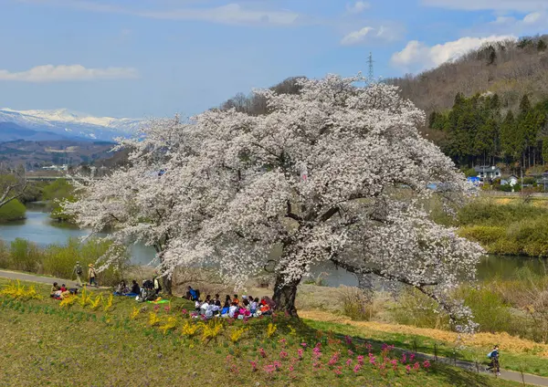 Miyagi, Japonya - Nis 14, 2019. Miyagi güneşli bir günde Shiroishi Nehri yakınlarında Kiraz çiçeği, Japonya.