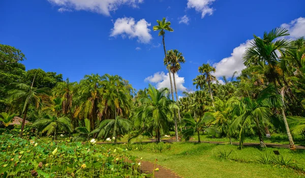 Trees Botanic Garden Mauritius Island Mauritius Island Nation Indian Ocean — Stock Photo, Image