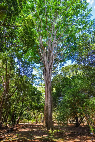 Obrovský Strom Botanické Zahradě Mauricijských Ostrovech Mauricius Ostrovní Národ Indickém — Stock fotografie