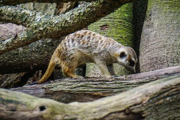 動物園で晴れた日に歩くイタチ — ストック写真