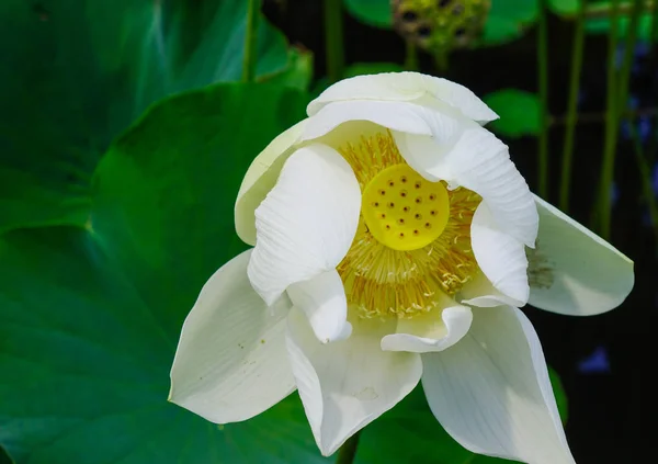 Lotus Alb Înflorind Iaz Timpul Primăverii — Fotografie, imagine de stoc