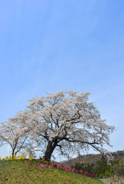 Cherry Blossom Shiroishi River Sunny Day Miyagi Japan — Stock Photo, Image