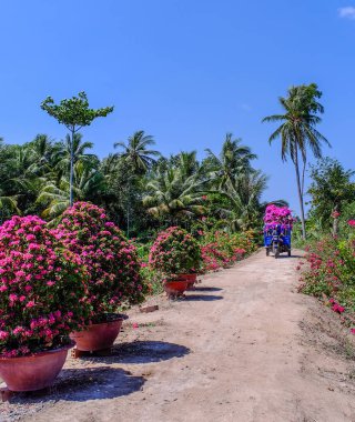 Can Tho, Vietnam - 31 Ocak 2016. Can Tho, Vietnam ilkbaharda pazara çiçek taşıyan küçük bir kamyon.