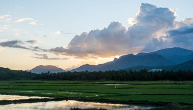 Gün batımında yeşil alan. İlkbaharda güneş ışığı altında pirinç tarlası.